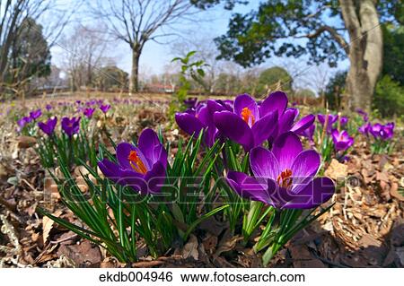 Crocus View Large Photo Image Stock Photograph - Crocus. Fotosearch