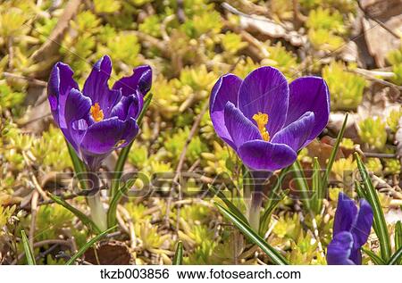 Crocus View Large Photo Image Stock Photograph - Crocus. Fotosearch