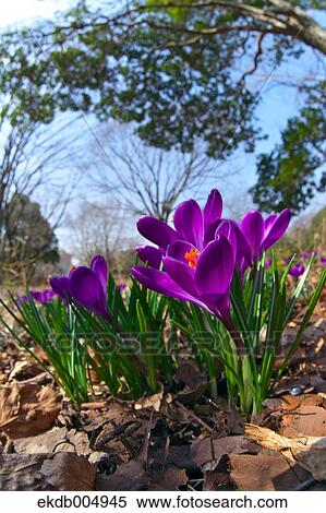 Crocus View Large Photo Image Stock Photography - Crocus. Fotosearch