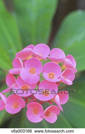 Crown Of Thorns View Large Photo Image Stock Photograph - Crown Of Thorns. Fotosearch