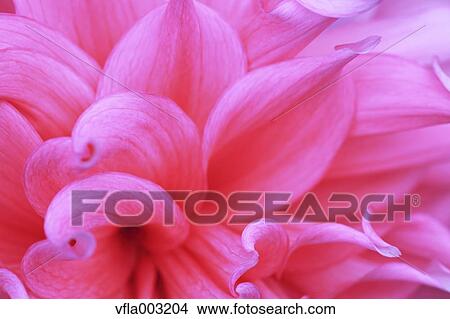 Dahlia View Large Photo Image Picture - Dahlia. Fotosearch