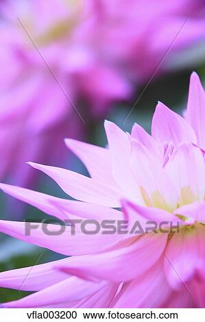Dahlia View Large Photo Image Stock Image - Dahlia. Fotosearch
