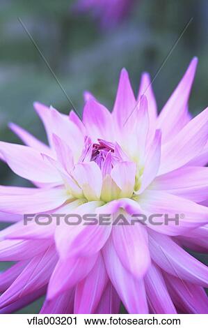 Stock Image - Dahlia. Fotosearch
