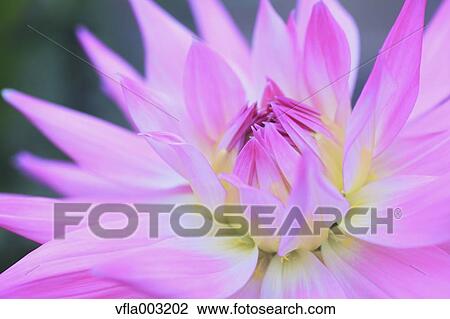Dahlia View Large Photo Image Stock Image - Dahlia. Fotosearch