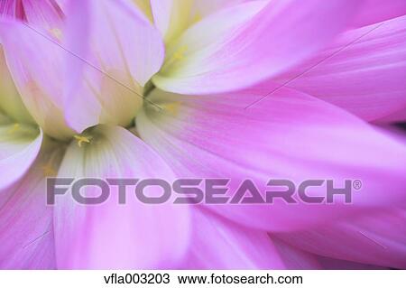 Stock Image - Dahlia. Fotosearch
