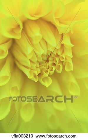 Dahlia View Large Photo Image Stock Image - Dahlia. Fotosearch