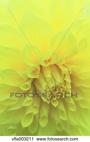 Dahlia View Large Photo Image Stock Image - Dahlia. Fotosearch