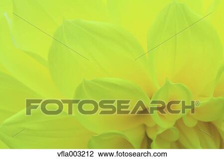 Dahlia View Large Photo Image Stock Image - Dahlia. Fotosearch