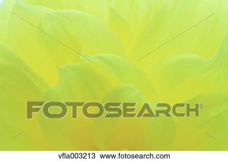 Dahlia View Large Photo Image Stock Image - Dahlia. Fotosearch