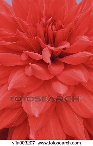 Dahlia View Large Photo Image Stock Photo - Dahlia. Fotosearch