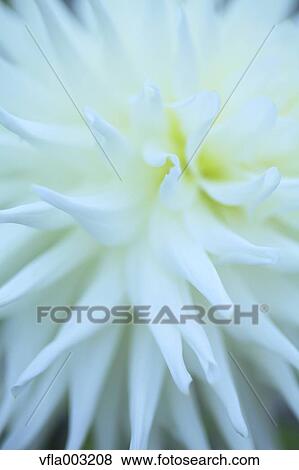 Dahlia View Large Photo Image Stock Photo - Dahlia. Fotosearch