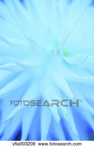 Dahlia View Large Photo Image Stock Photo - Dahlia. Fotosearch