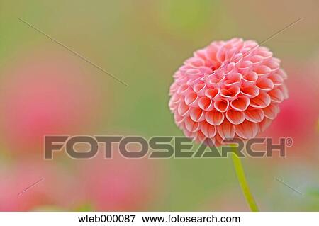 Stock Photo - Dahlia. Fotosearch