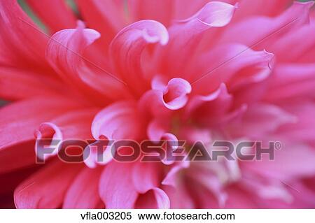Stock Photography - Dahlia. Fotosearch