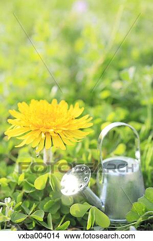 Dandelion View Large Photo Image Picture - Dandelion. Fotosearch