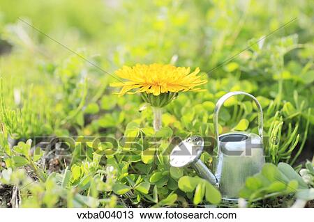 Stock Image - Dandelion. Fotosearch