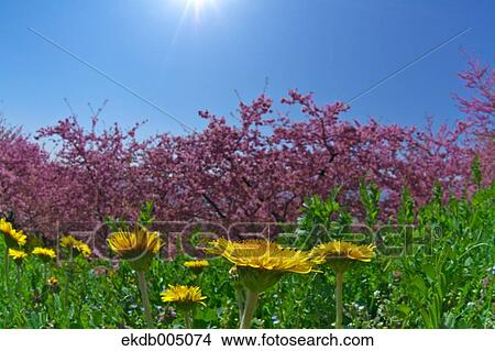 Dandelions View Large Photo Image Picture - Dandelions. Fotosearch