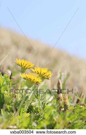 Dandelions View Large Photo Image Picture - Dandelions. Fotosearch