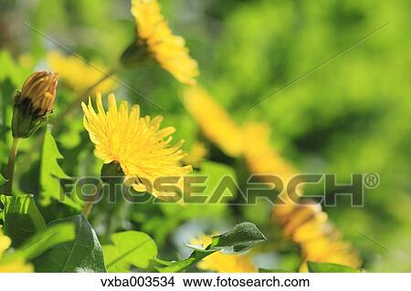 Dandelions View Large Photo Image Picture - Dandelions. Fotosearch