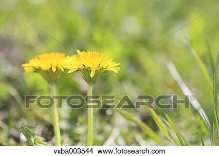 Dandelions View Large Photo Image Picture - Dandelions. Fotosearch
