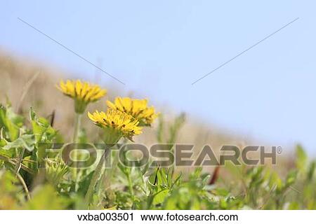 Dandelions View Large Photo Image Stock Image - Dandelions. Fotosearch