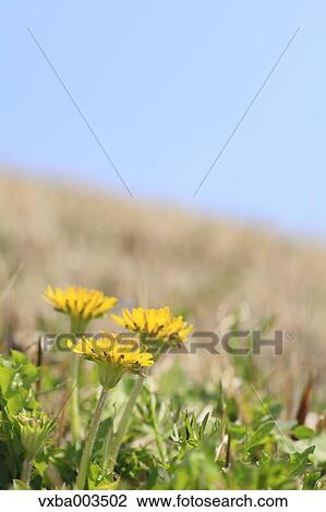 Dandelions View Large Photo Image Stock Image - Dandelions. Fotosearch