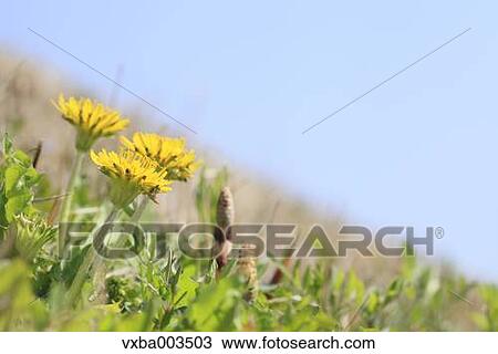 Dandelions View Large Photo Image Stock Image - Dandelions. Fotosearch
