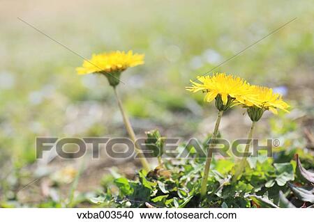 Dandelions View Large Photo Image Stock Image - Dandelions. Fotosearch