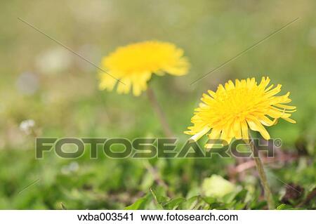 Dandelions View Large Photo Image Stock Image - Dandelions. Fotosearch