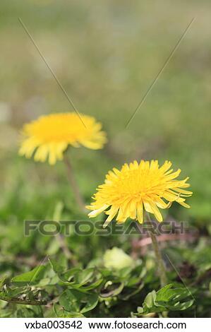 Dandelions View Large Photo Image Stock Image - Dandelions. Fotosearch