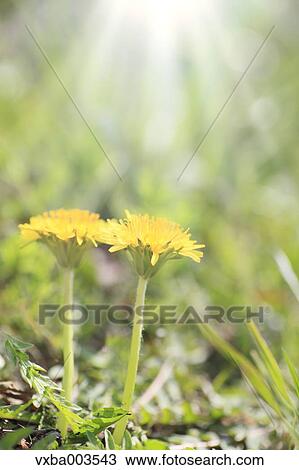 Dandelions View Large Photo Image Stock Image - Dandelions. Fotosearch
