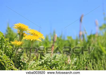 Dandelions View Large Photo Image Stock Image - Dandelions. Fotosearch