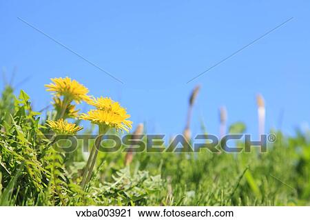 Stock Image - Dandelions. Fotosearch
