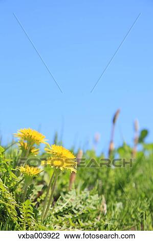 Dandelions View Large Photo Image Stock Image - Dandelions. Fotosearch