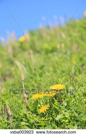 Dandelions View Large Photo Image Stock Image - Dandelions. Fotosearch
