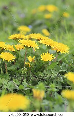 Dandelions View Large Photo Image Stock Image - Dandelions. Fotosearch