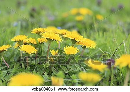 Dandelions View Large Photo Image Stock Image - Dandelions. Fotosearch