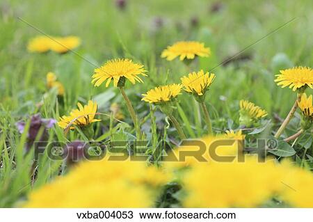 Stock Image - Dandelions. Fotosearch