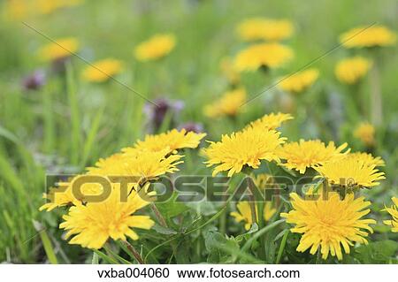 Dandelions View Large Photo Image Stock Image - Dandelions. Fotosearch