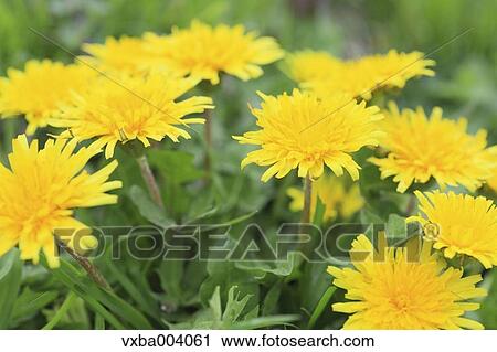 Dandelions View Large Photo Image Stock Image - Dandelions. Fotosearch