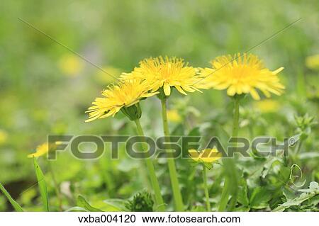 Dandelions View Large Photo Image Stock Image - Dandelions. Fotosearch