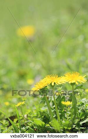 Dandelions View Large Photo Image Stock Image - Dandelions. Fotosearch