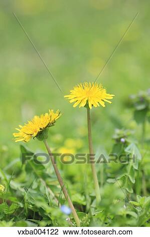 Dandelions View Large Photo Image Stock Image - Dandelions. Fotosearch