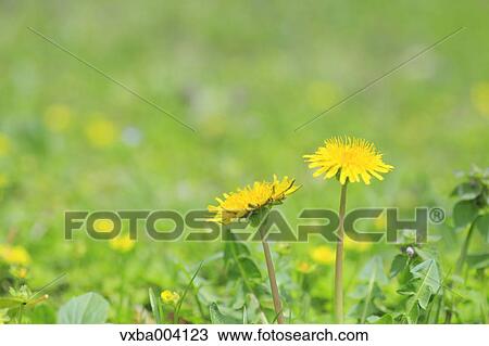 Dandelions View Large Photo Image Stock Image - Dandelions. Fotosearch