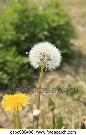 Stock Photo - Dandelions. Fotosearch