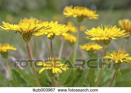 Dandelions View Large Photo Image Stock Photo - Dandelions. Fotosearch