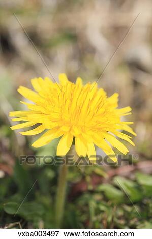 Dandelions View Large Photo Image Stock Photo - Dandelions. Fotosearch
