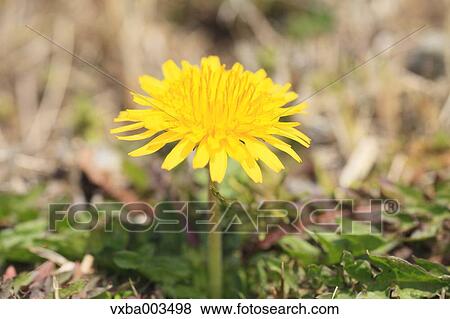 Stock Photo - Dandelions. Fotosearch