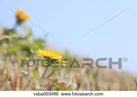 Dandelions View Large Photo Image Stock Photo - Dandelions. Fotosearch