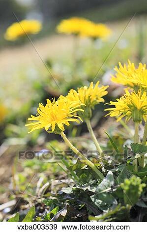 Dandelions View Large Photo Image Stock Photo - Dandelions. Fotosearch